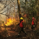 41-Pirómano-001, 