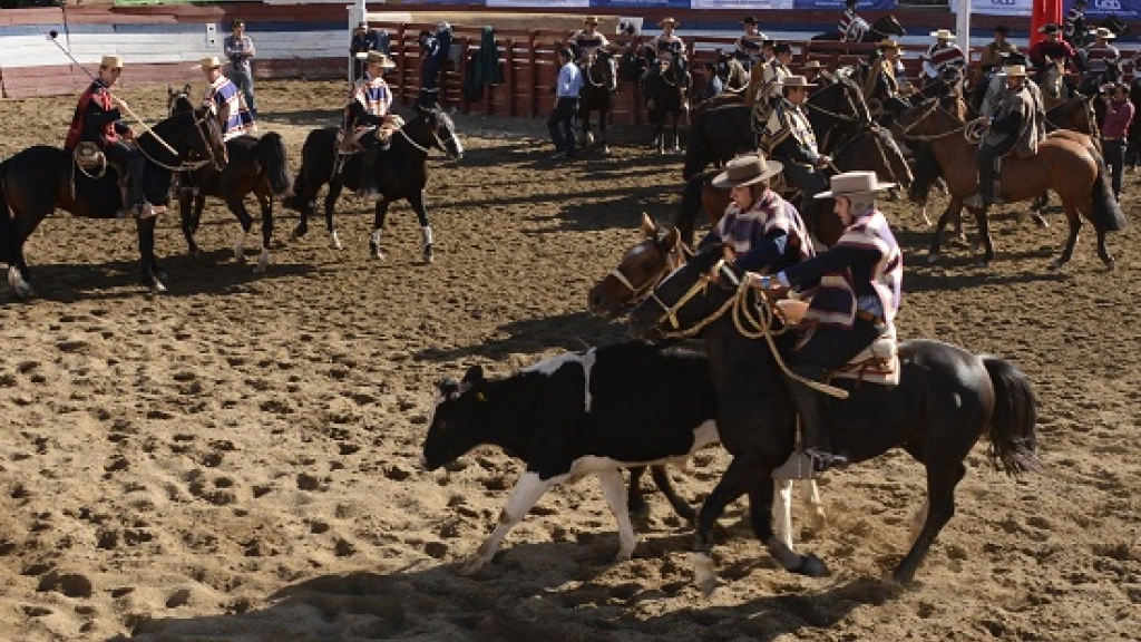 24-1-rodeo, 