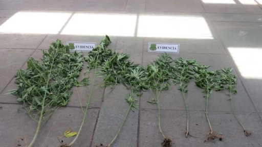 Detienen a una persona por posesión de plantas de marihuana en Yumbel