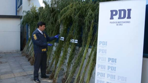 PDI incautó más de 230 plantas de marihuana en Alto Bío Bío