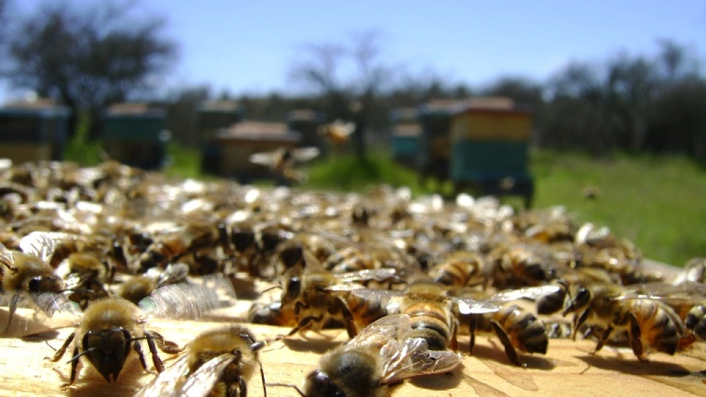 27-10-2015_11-30-28Aprobación_LeyApicola, 