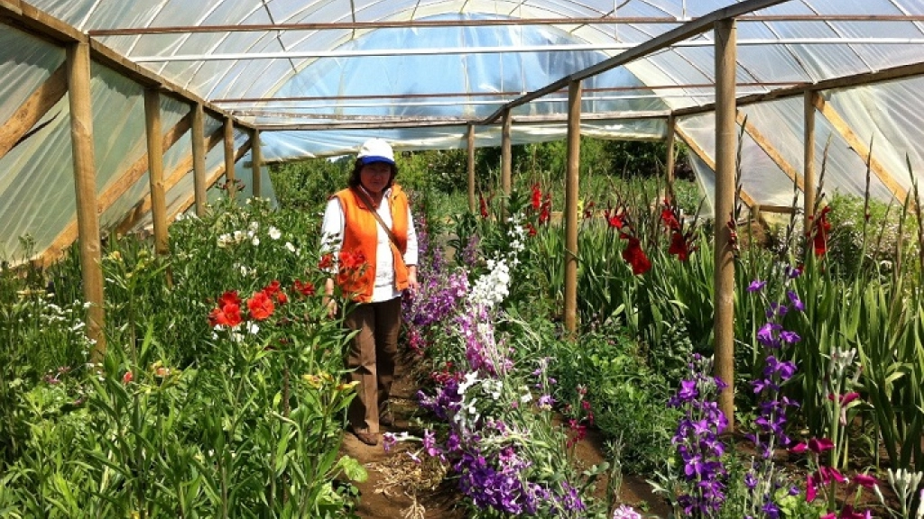 28-10-2015_14-19-17INVERNADEROFLORES, 