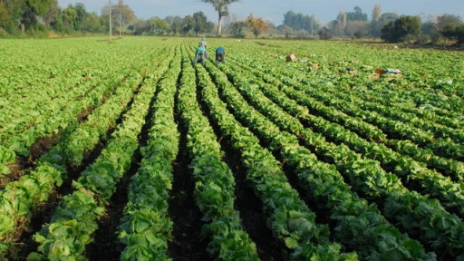 Sector Agricultura y Ganadería anotó una variación de 6,8%