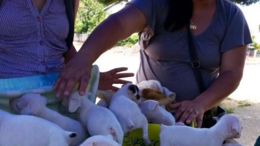 Plan de Esterilización Nacional de mascotas beneficiará a comuna bureana