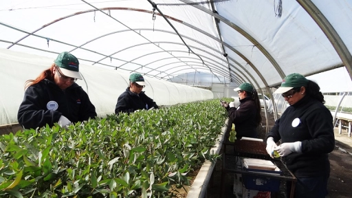 Cómo son las comunas forestales tras 20 años de actividad