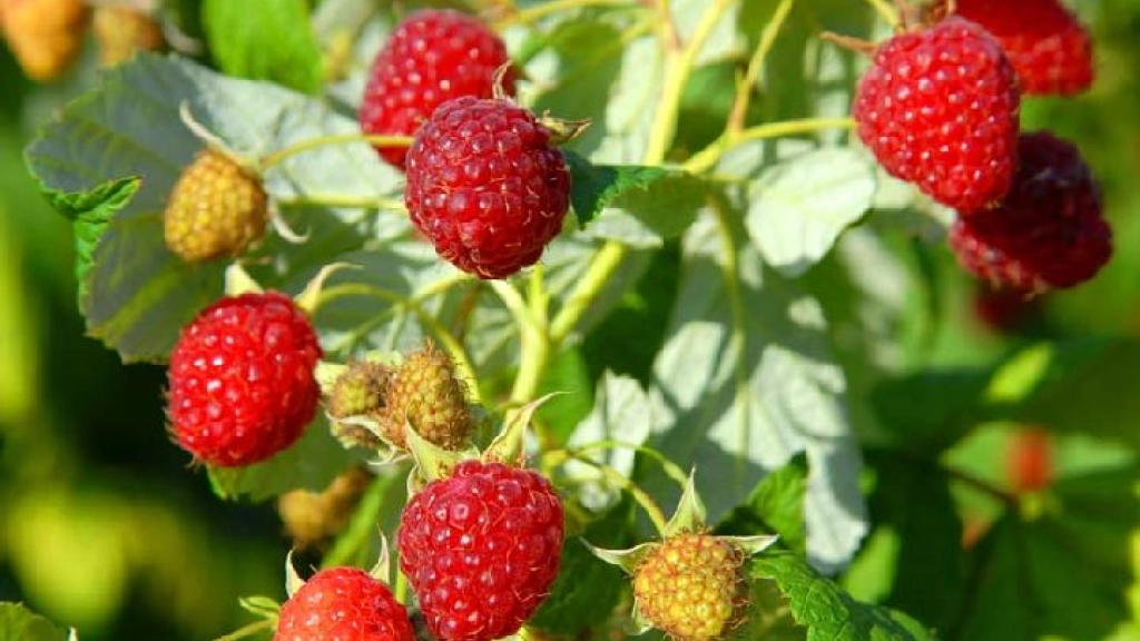 24-09-2015_10-17-26Frambuesa_fresca_Frambuesa, 
