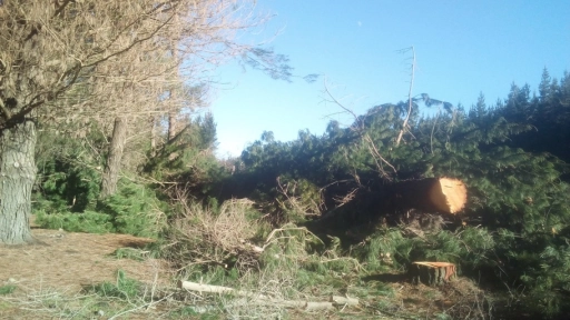 Denuncian tala ilegal de árboles en parcela particular de Quilleco