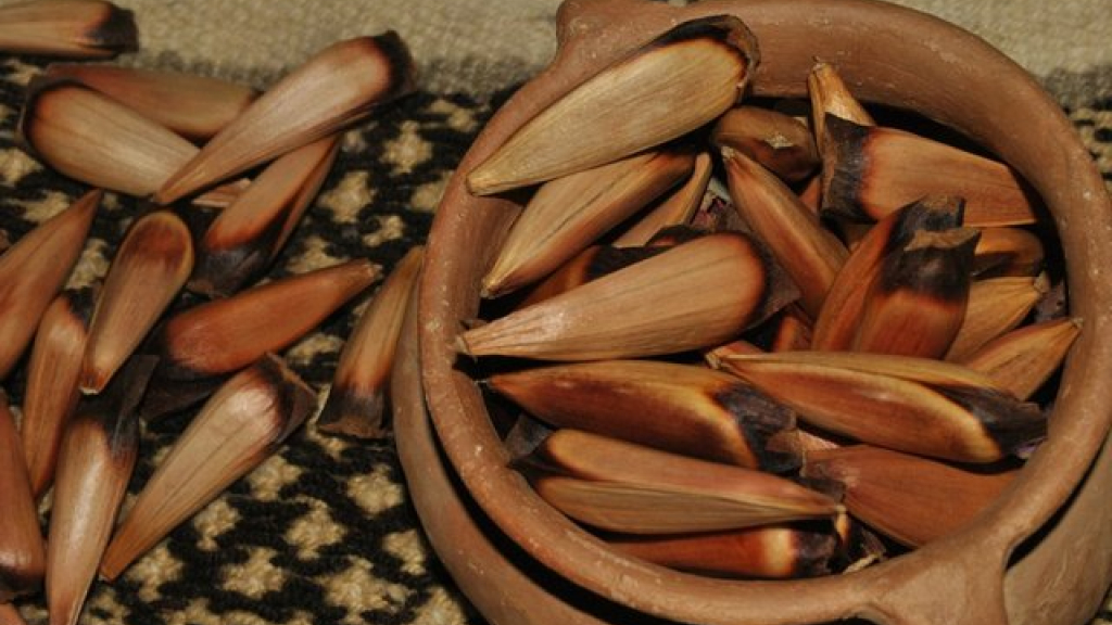 Semillas del Pehuén: fruto sagrado del pueblo mapuche | La Tribuna