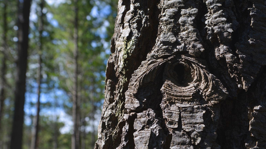 Académicos Revelan Importancia De Los Bosques Para Hacer Frente Al ...