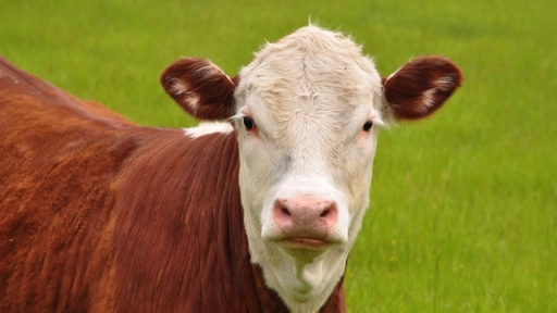 Exportaciones de carne bovina crecieron 121% en 2015