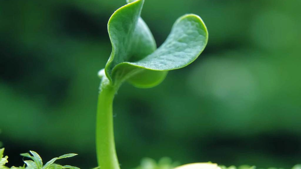 10-02-2016_17-33-53plant-03, 