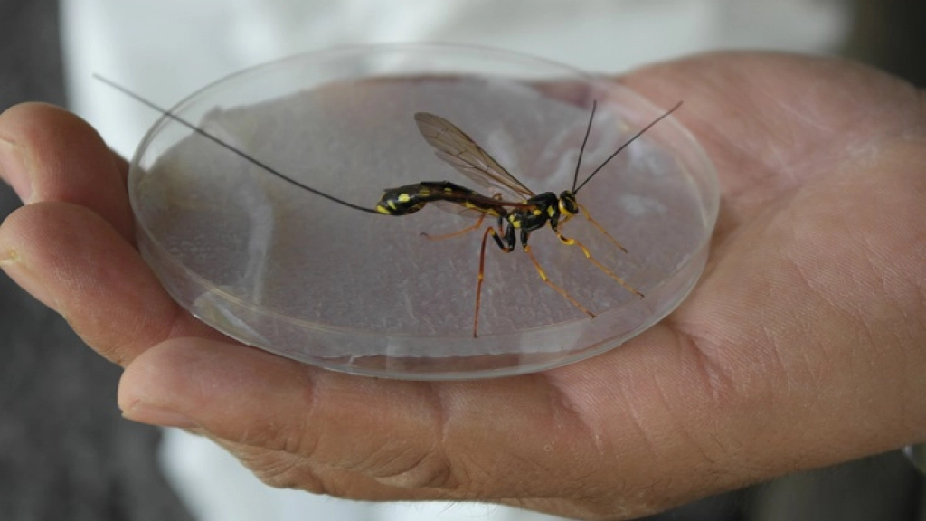 10-12-2015_10-31-42Megarhyssa, 