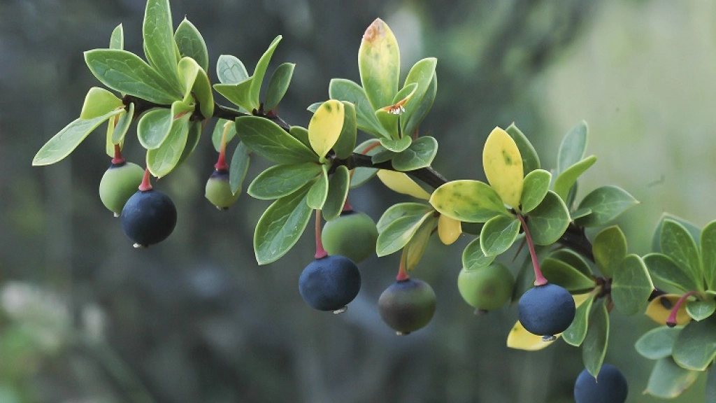 13-01-2016_18-08-592.2, 