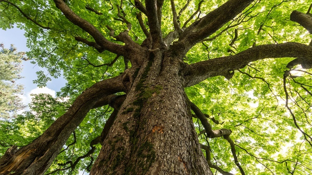 13-01-2016_18-20-24dollarclubtree, 