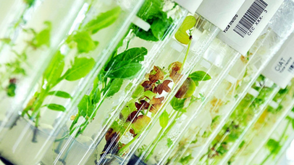 15-07-2016_21-00-36transgenicos, 