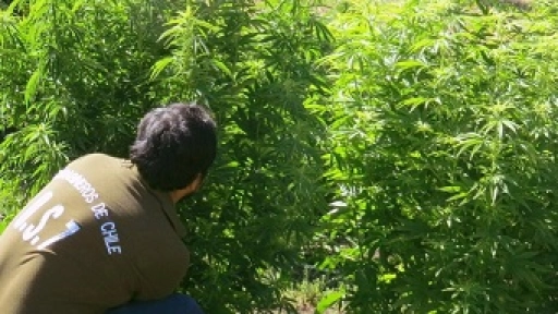 11 plantas de marihuana decomisó personal del OS7 en la provincia