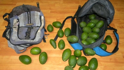 Robos verdes en Los Ángeles: detienen a sujetos por sustraer paltas y 240 kilos de manzanas