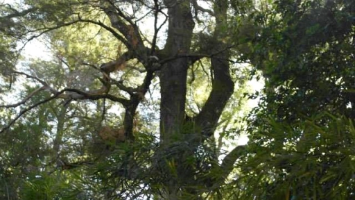 Bosque Nativo en Chile