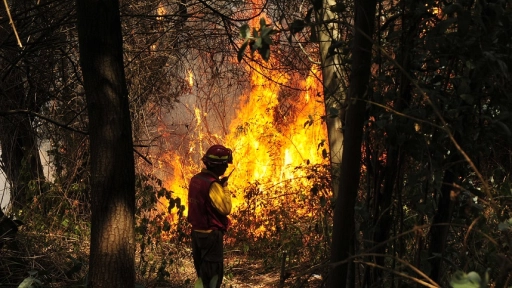 Pese a menor superficie dañada Provincia de Biobío lidera ocurrencia de incendios
