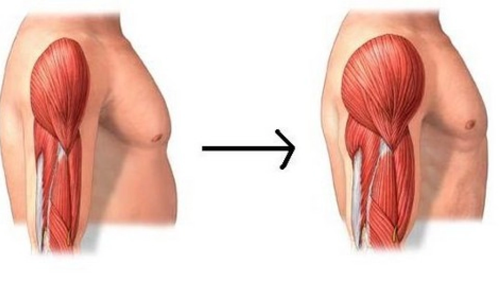 10-03-2016_17-44-441-masa-muscular, 