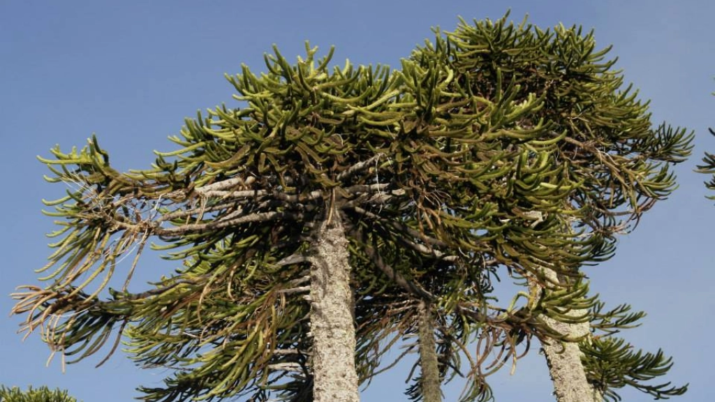 23-03-2016_14-58-07Araucaria, 