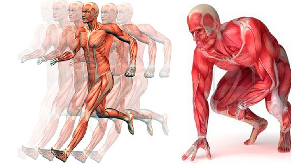 10-08-2016_17-10-421-Ácido-láctico-como-afecta-al-rendimiento-atlético, 