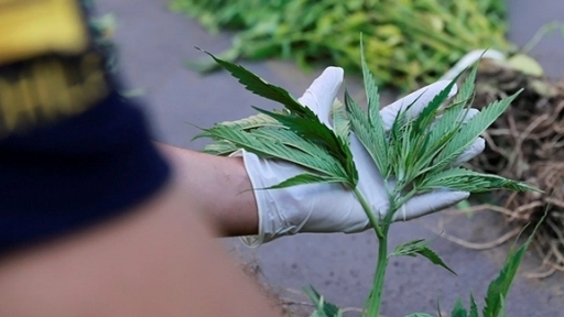 Diez años de cárcel por vender marihuana mediante WhatsApp: una jueza planteó la mitad de la pena