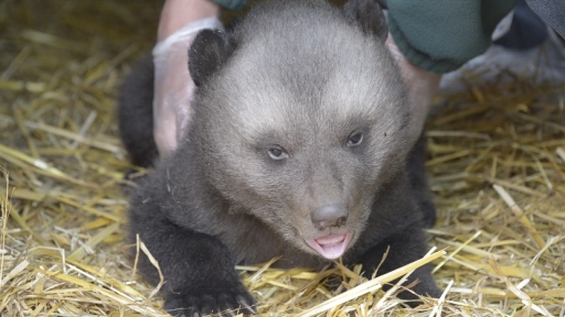 Conoce al segundo oso pardo nacido en cautiverio en Chile que está en la zona