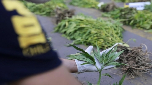 Decomisan más de 100 plantas de marihuana en fundo agrícola