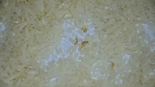 Impresentable: Lector acusa venta de arroz con gusanos en el interior
