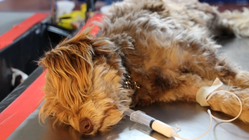 Más de 3 mil perros y gatos fueron esterilizados e identificados en Tucapel