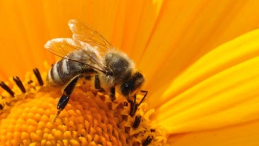 Apicultores aseguran que sectores agrícolas están provocando desaparición de las abejas