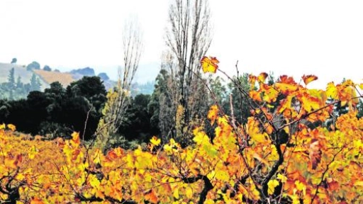 Productores locales podrán modernizar la producción de vinos campesinos