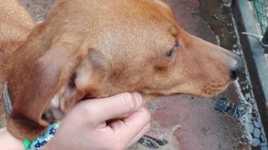 12-06-2017_20-31-17perro, 
