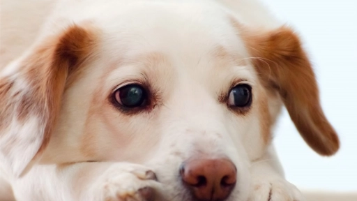 Aprenda a cuidar a su perro en invierno