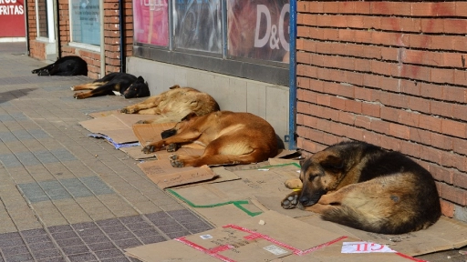 Reafirman denuncia de maltrato animal que afecta a perros en situación de calle