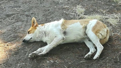 Denuncias por presunta matanza de perros con veneno se trasladan a Yumbel