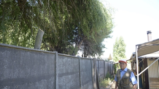 Vecino tuvo que esperar 4 años para que podaran árbol que amenazaba su casa
