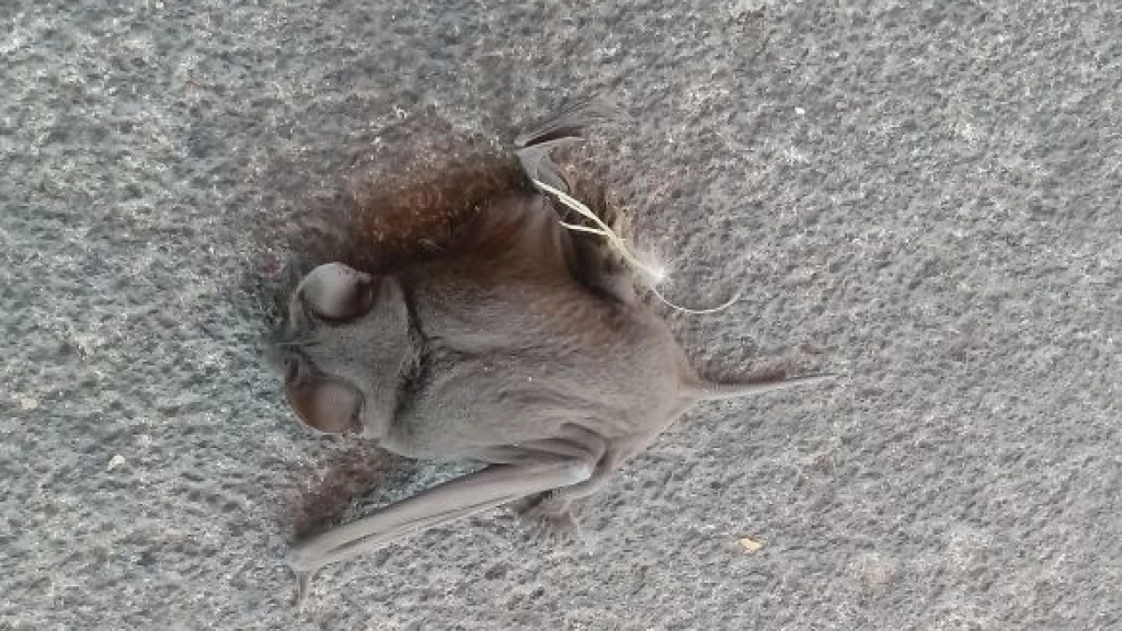 25-01-2018_15-33-571__paint.png, 