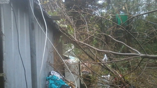Acusan a municipio de negar ayuda a vecino que le cayó árbol encima de su casa