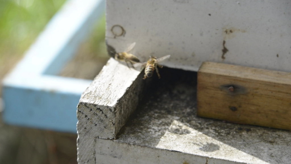 19-06-2017_18-07-17APICULTURA38, 