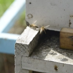 19-06-2017_18-07-17APICULTURA38, 