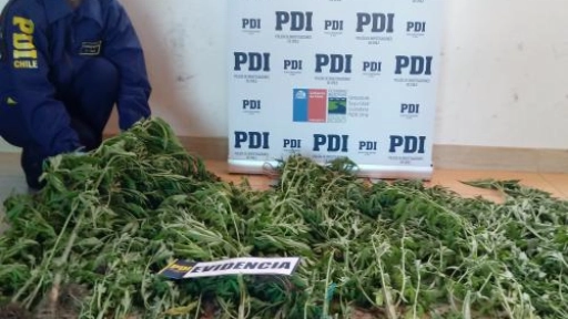 PDI incautó 111 plantas de marihuana en un invernadero artesanal