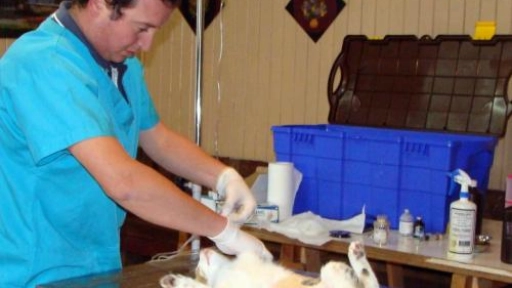 Trabajan en la elaboración de programa de esterilización de mascotas