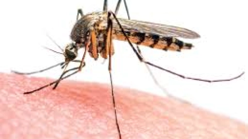 Científicos brasileños alertan sobre una posible nueva epidemia de dengue en América