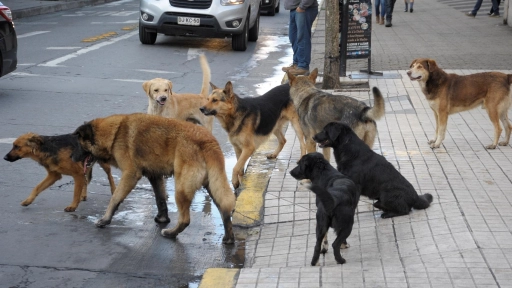 Proyecto de ley establece hasta tres años de cárcel por abandono de mascotas