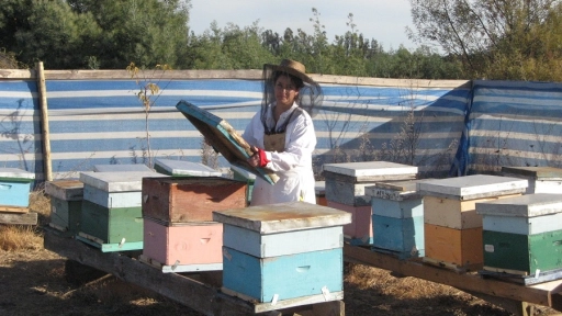 Aplican protocolos de operación para sobrevivencia de las abejas