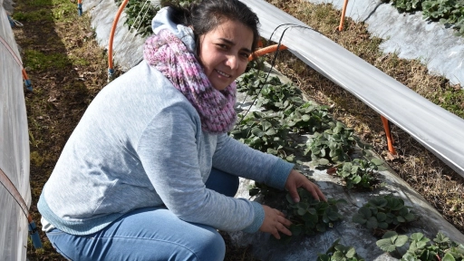 Entre frutillas y espárragos: la mujer también crece en la agricultura