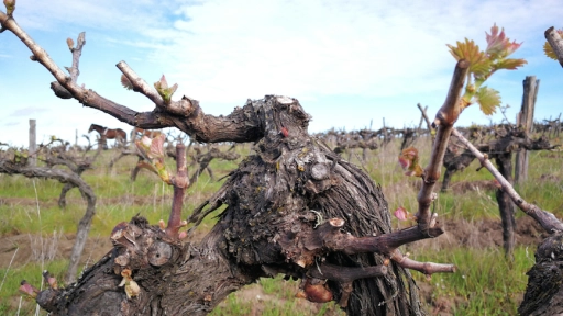 Producción vitivinícola crece en el valle de Biobío