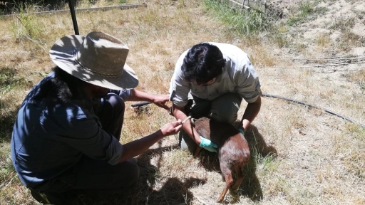 SAG Biobío devuelve a su hábitat a un pudú